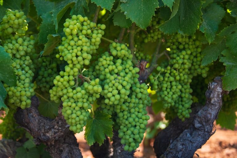 Photo Vineyard landscape